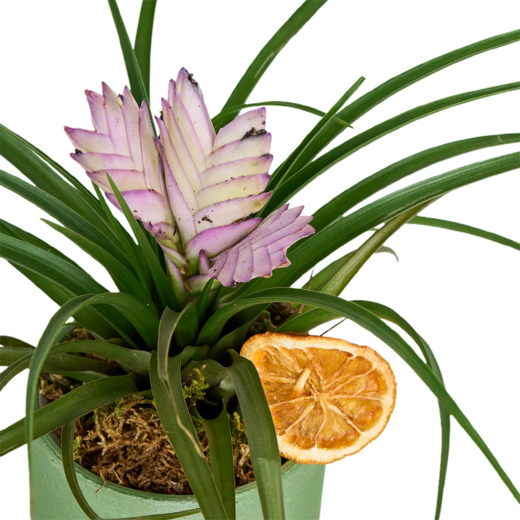 Hava Bitkisi(Tillandsia-hava çiçeği) - 3