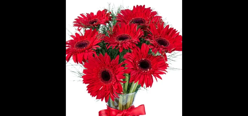Vazoda Kırmızı Gerbera - 3