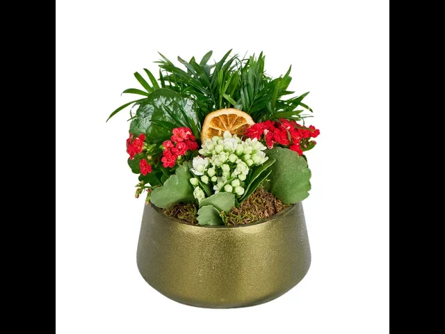 Deep Forest Kalanchoe