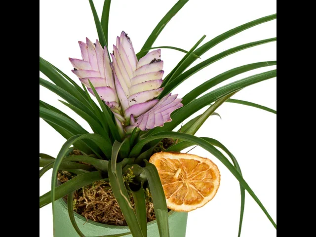 Hava Bitkisi(Tillandsia-hava çiçeği) - 2