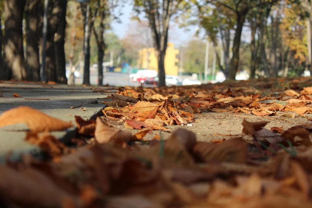 Sonbahar Sözleri: Duygusal, Anlamlı ve Romantik Mesajlar