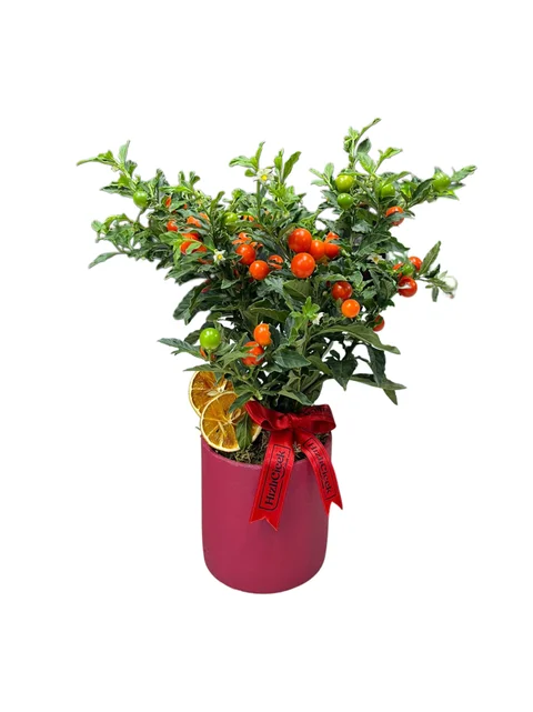 Saksılı Kudüs Kirazı - Solanum Bartoli