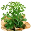 Şeflera Bitkisi (Schefflera) - 2