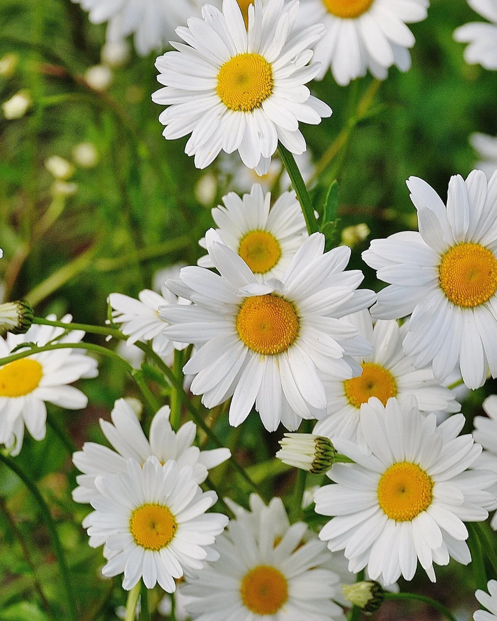 Rüyada Çiçek Görmek: Anlamı ve Yorumları