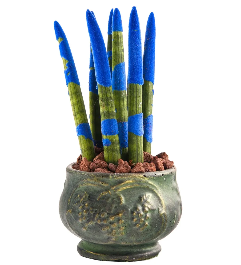 Green Elegance: Mavi Sanseveria