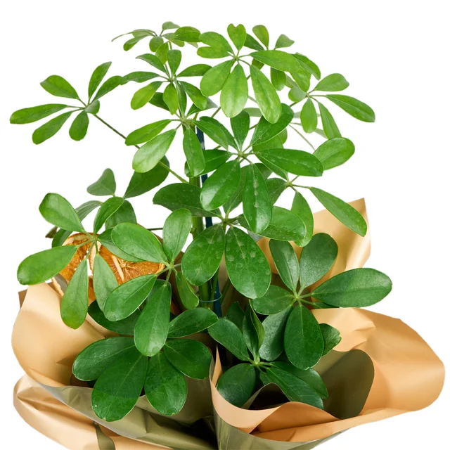 Şeflera Bitkisi (Schefflera) - 2