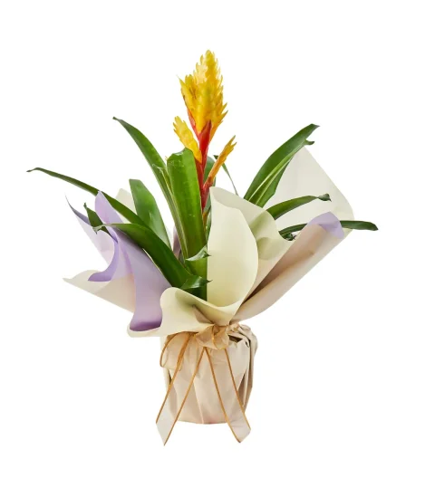 Sarı Vriesea Çiçeği