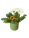 Beyaz Saksı Gerbera - 2