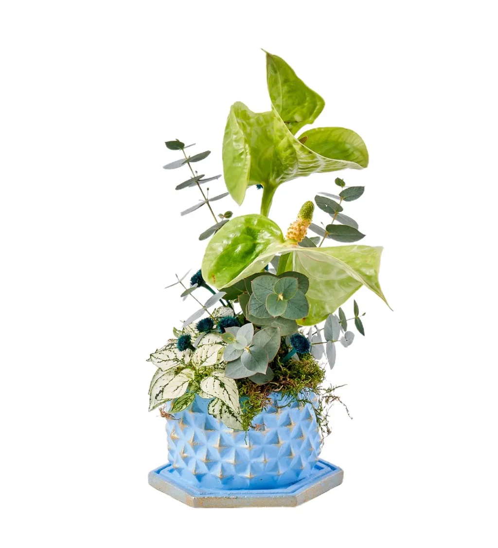 Green Antoryum Dream