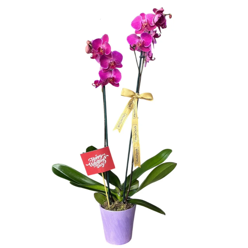 Sevgililer Günü 2 Dallı Mor Orkide