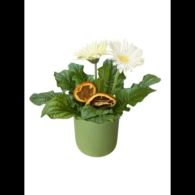 Beyaz Saksı Gerbera - 2