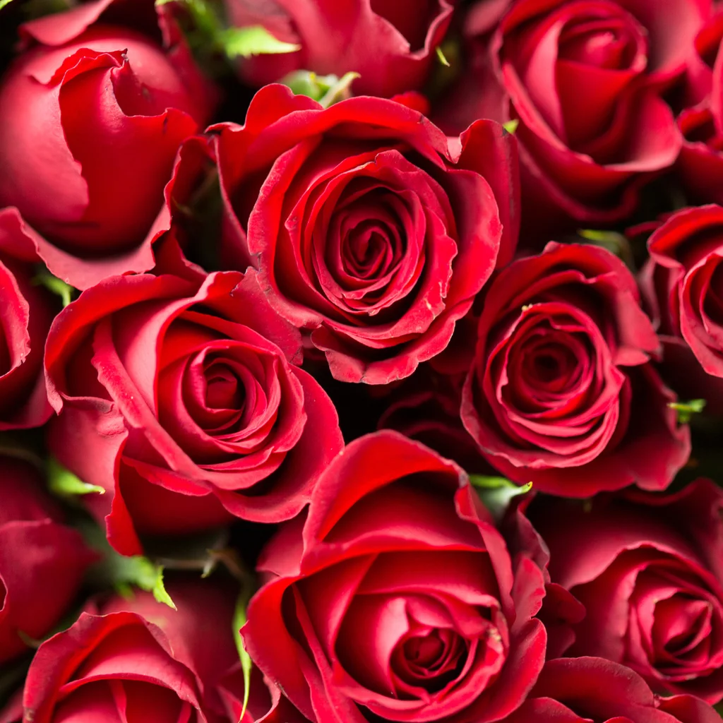 Gül Bakımı Nasıl Yapılır? Pratik ve Etkili Yöntemler 