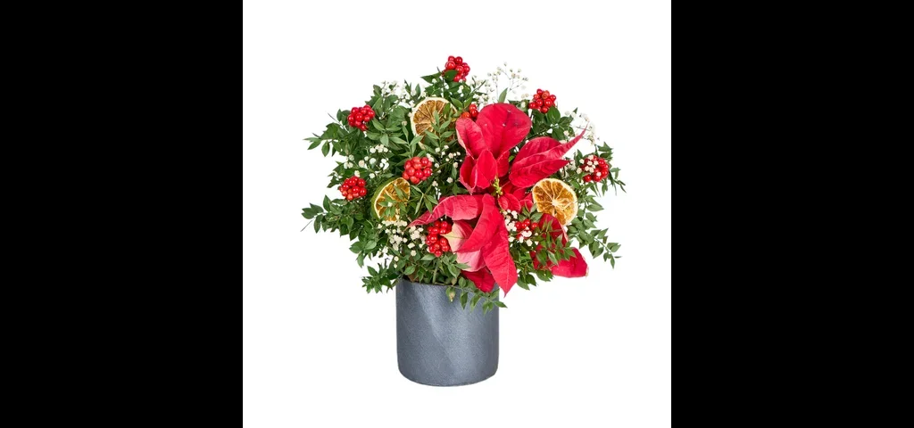 Kokina Elegance (seramik saksıda)