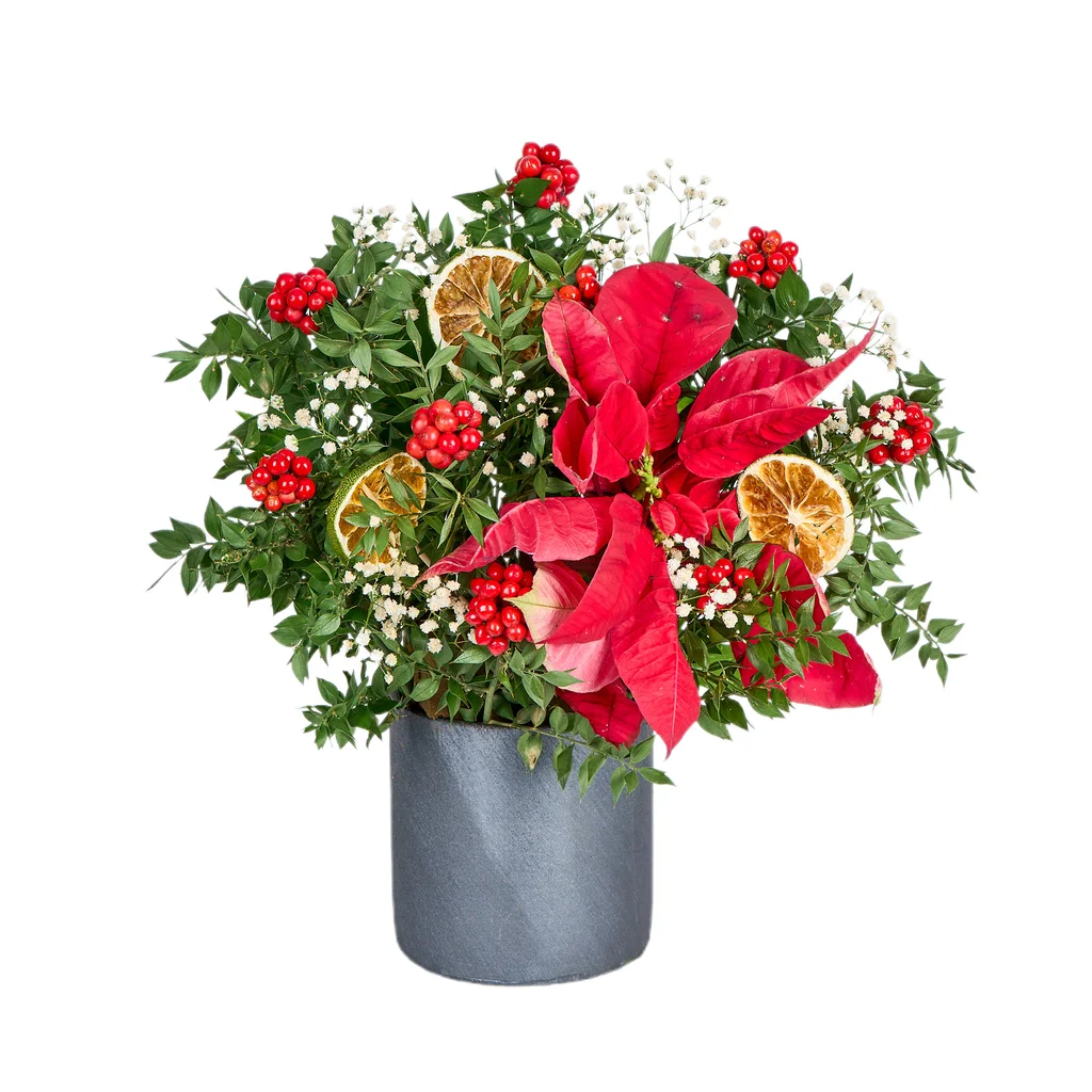 Kokina Elegance (seramik saksıda)