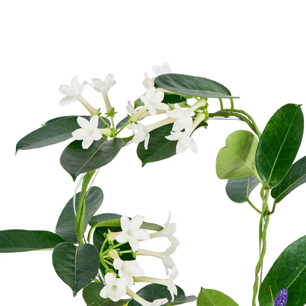 Saksılı Madagaskar Yasemini - 3