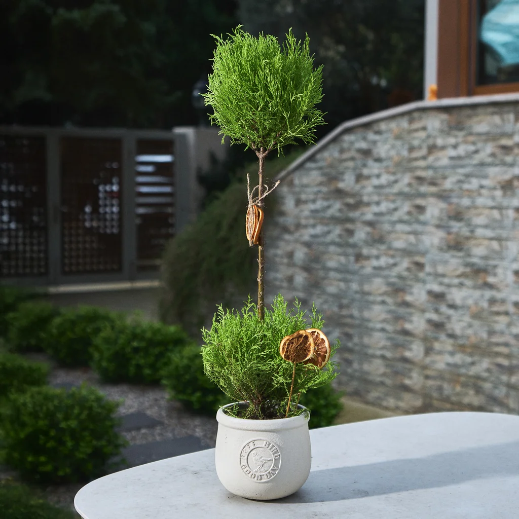 Saksılı Top Limon Servi