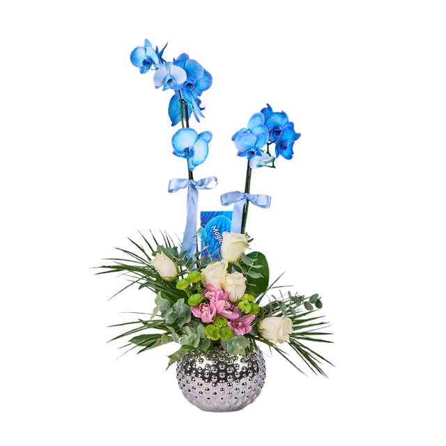 Blue Royale Orkide