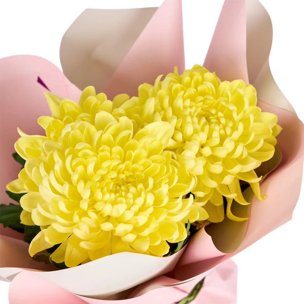 Saksıda Sarı Kasımpatı - 4