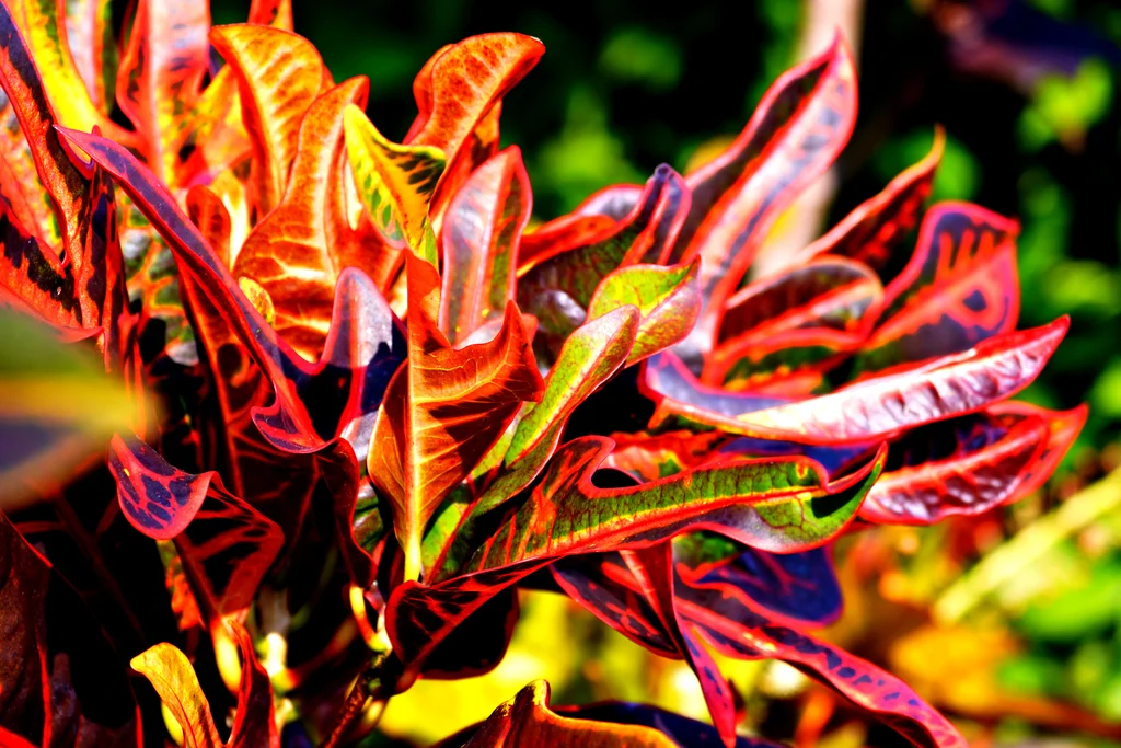 Kraton Çiçeği: Anlamı, Özellikleri ve Bakımı