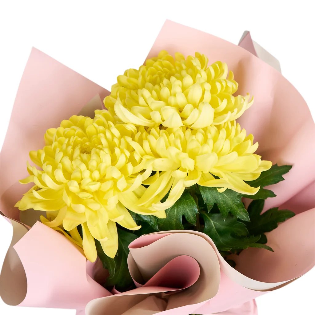 Saksıda Sarı Kasımpatı - 3