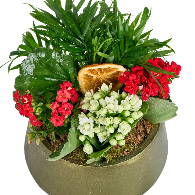 Deep Forest Kalanchoe - 2