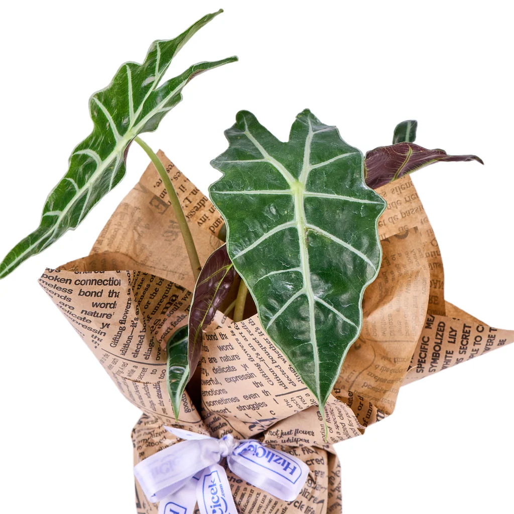 Fil Kulağı Bitkisi - 3