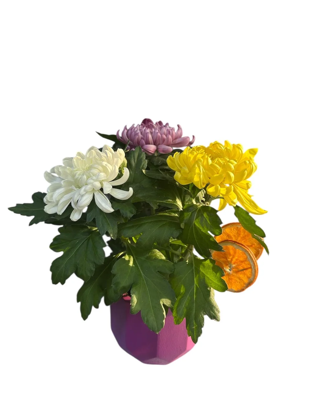 Saksılı 3 Renk Kasımpatı