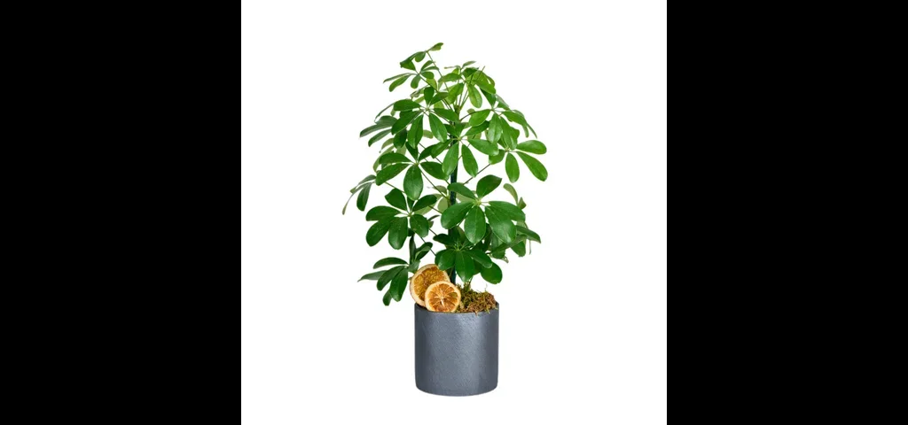 Saksılı Şeflera Bitkisi (Schefflera)
