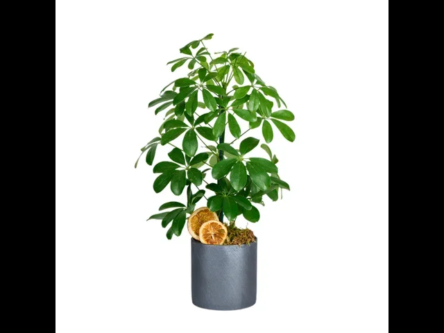 Saksılı Şeflera Bitkisi (Schefflera)