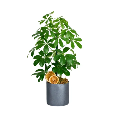 Saksılı Şeflera Bitkisi (Schefflera)