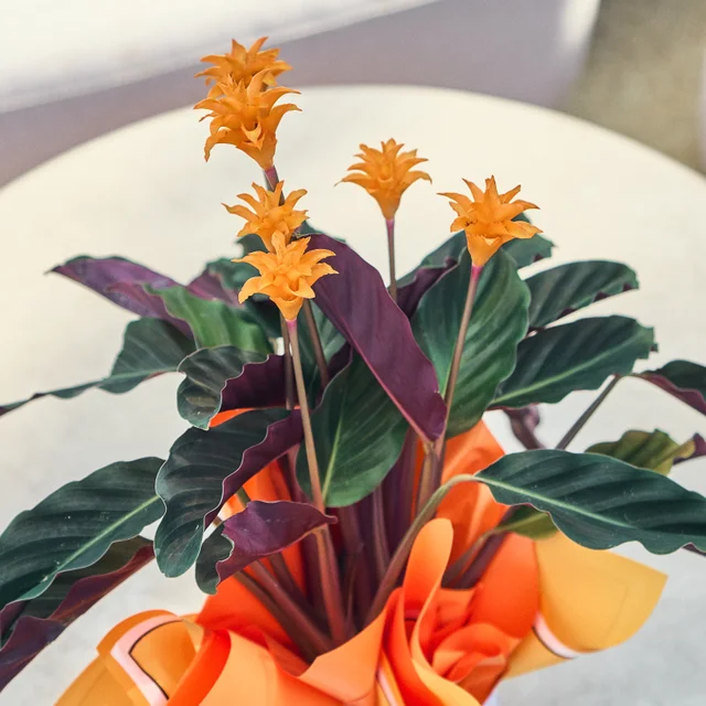 Calathea Crocata (Turuncu Dua Çiçeği) - 2