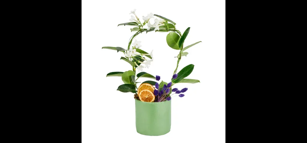 Saksılı Madagaskar Yasemini