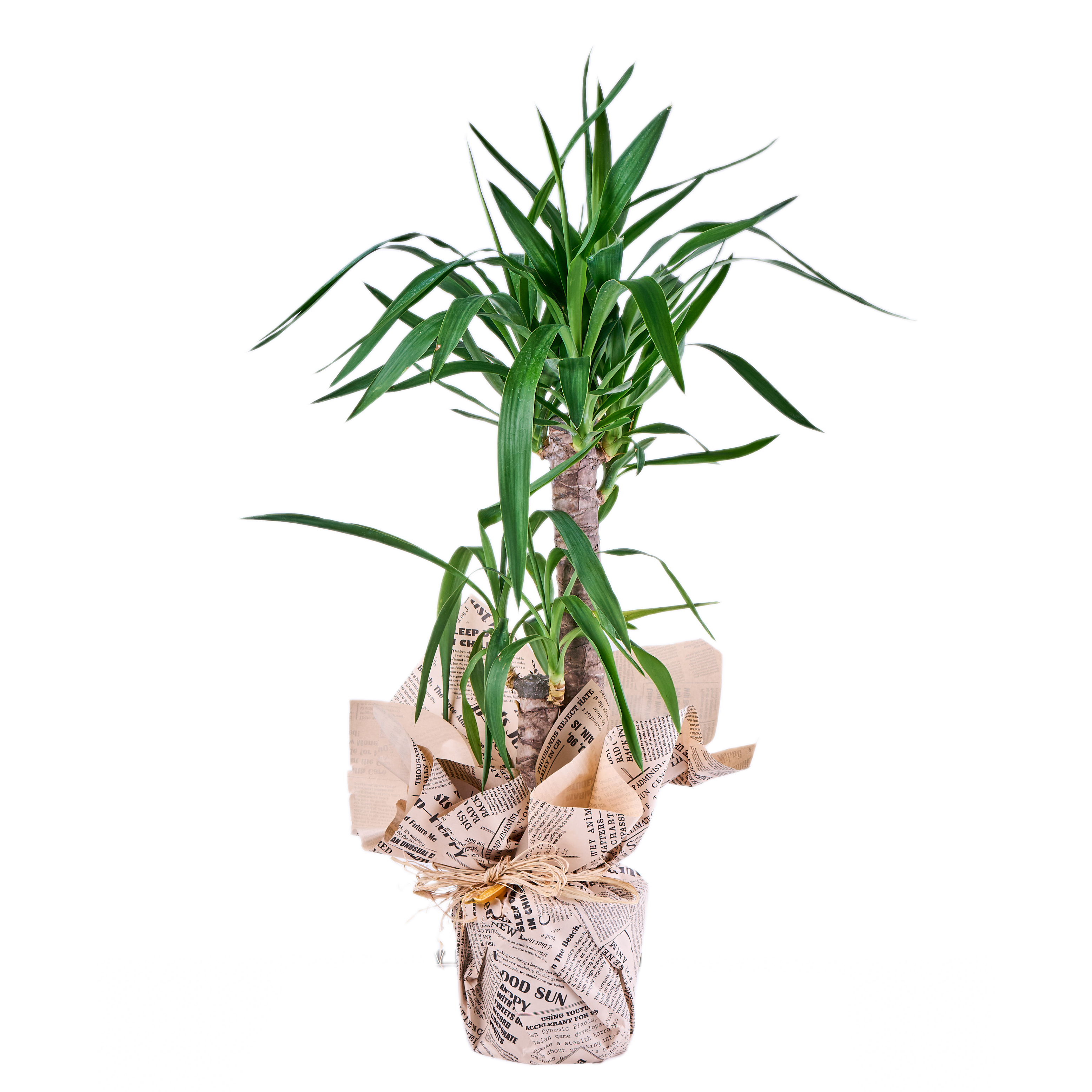 İkili Yuka Bitkisi - 7