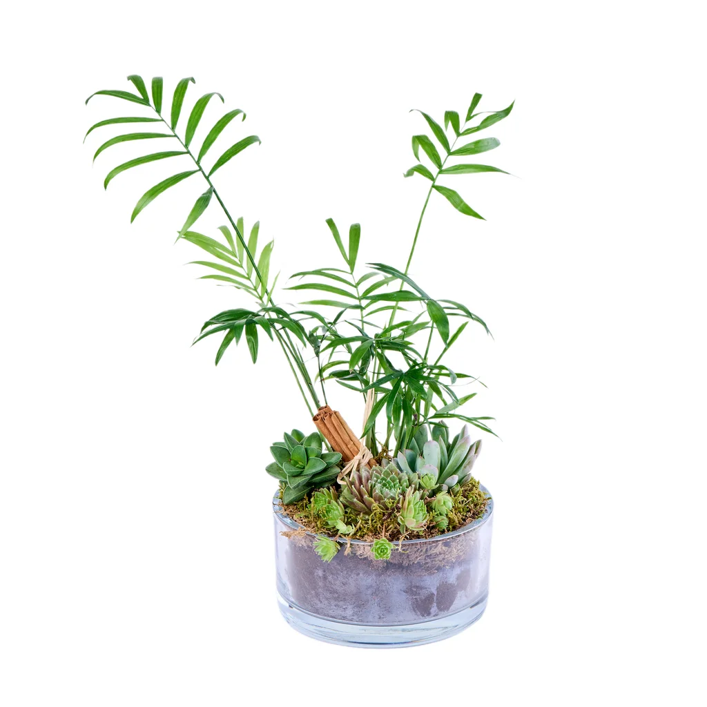 Areka & Sukulent Harmony