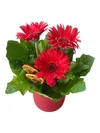 Kırmızı Saksı Gerbera - 2