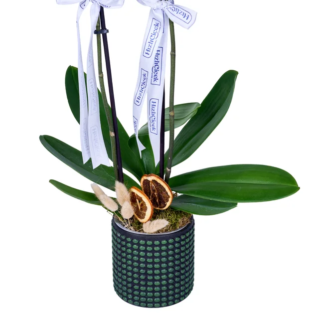 Emerald White Orkide - 3