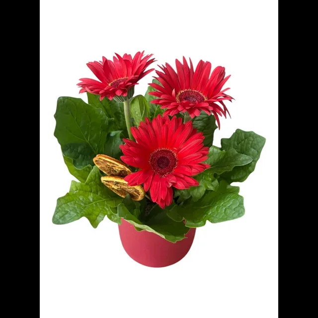 Kırmızı Saksı Gerbera - 2
