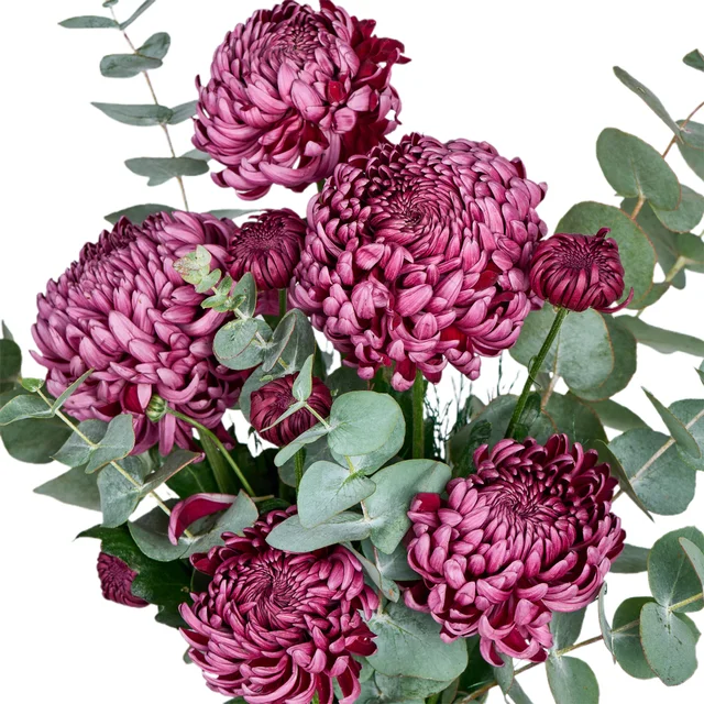 Vazoda Bordo Kasımpatı - 3