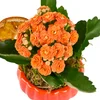 Turuncu Kalanchoe Halloween Aranjmanı - 2