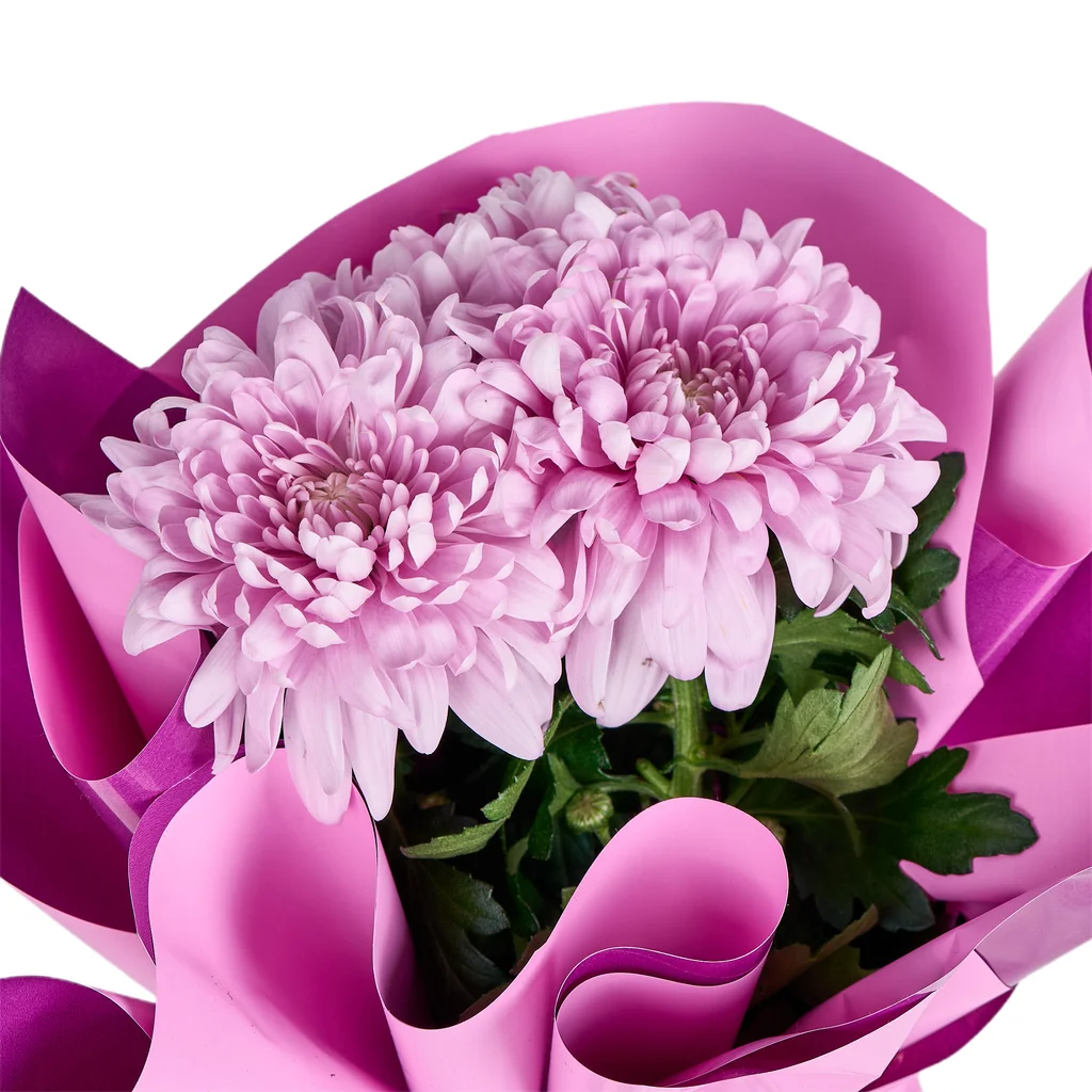 Saksıda Pembe Kasımpatı - 3