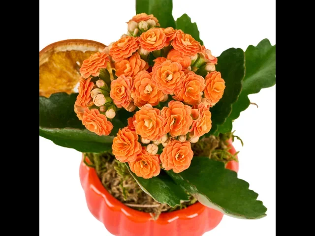 Turuncu Kalanchoe Halloween Aranjmanı - 2