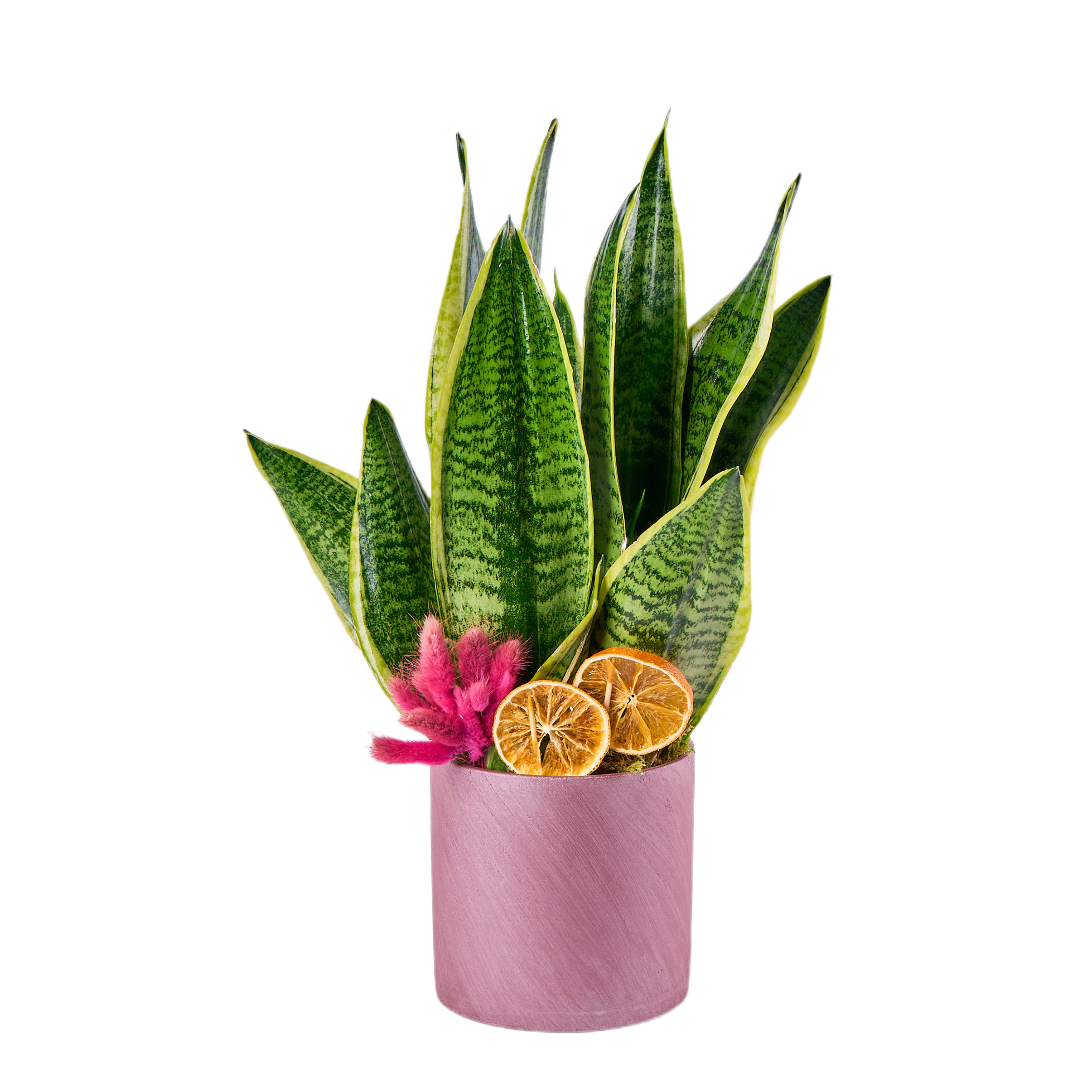 Paşa Kılıcı Çiçeği - 8