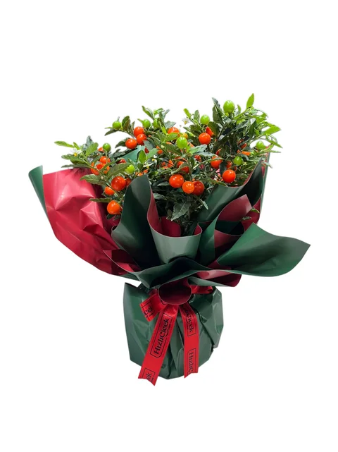 Kudüs Kirazı - Solanum Bartoli