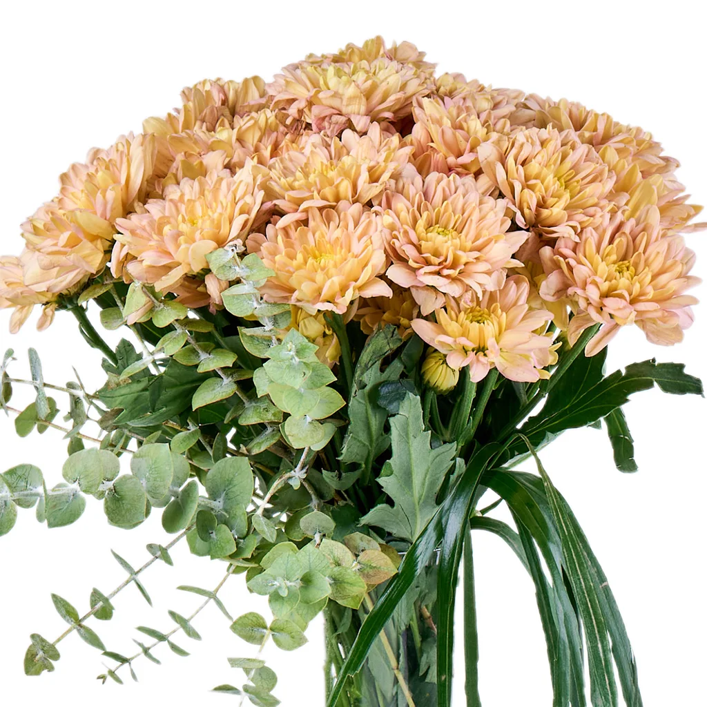 Soft Friend Krizantem - 3