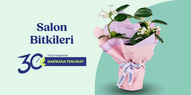 Salon Bitkileri
