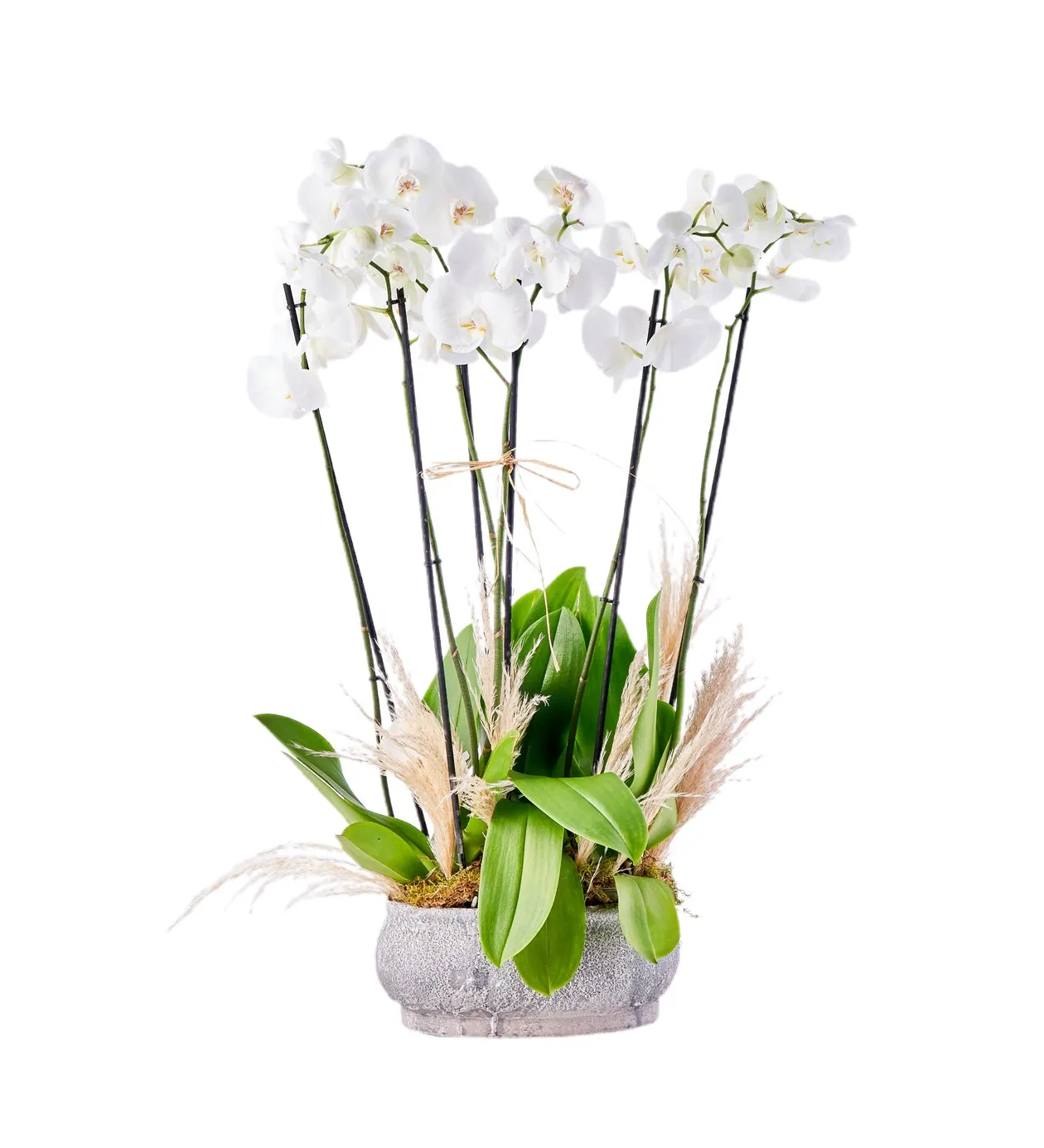 6 Dallı Feelings Orkide - 8