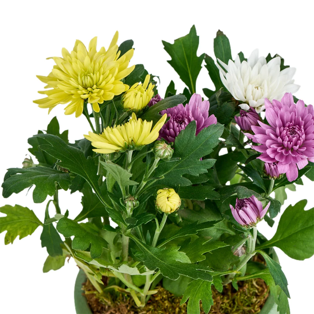 Saksılı 3 Renk Kasımpatı - 3