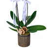 Golden White Orkide - 3