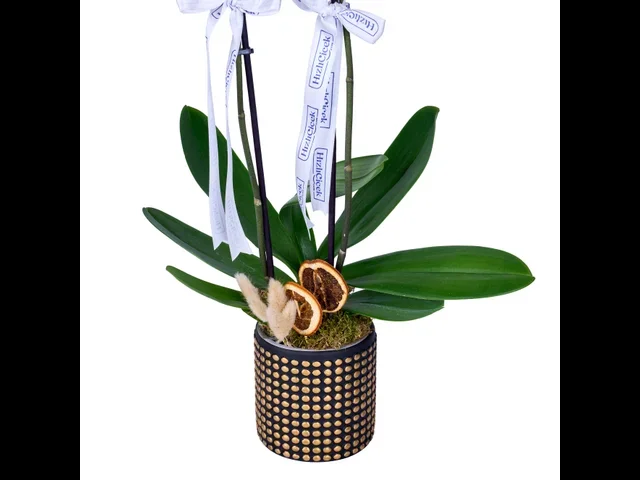 Golden White Orkide - 3