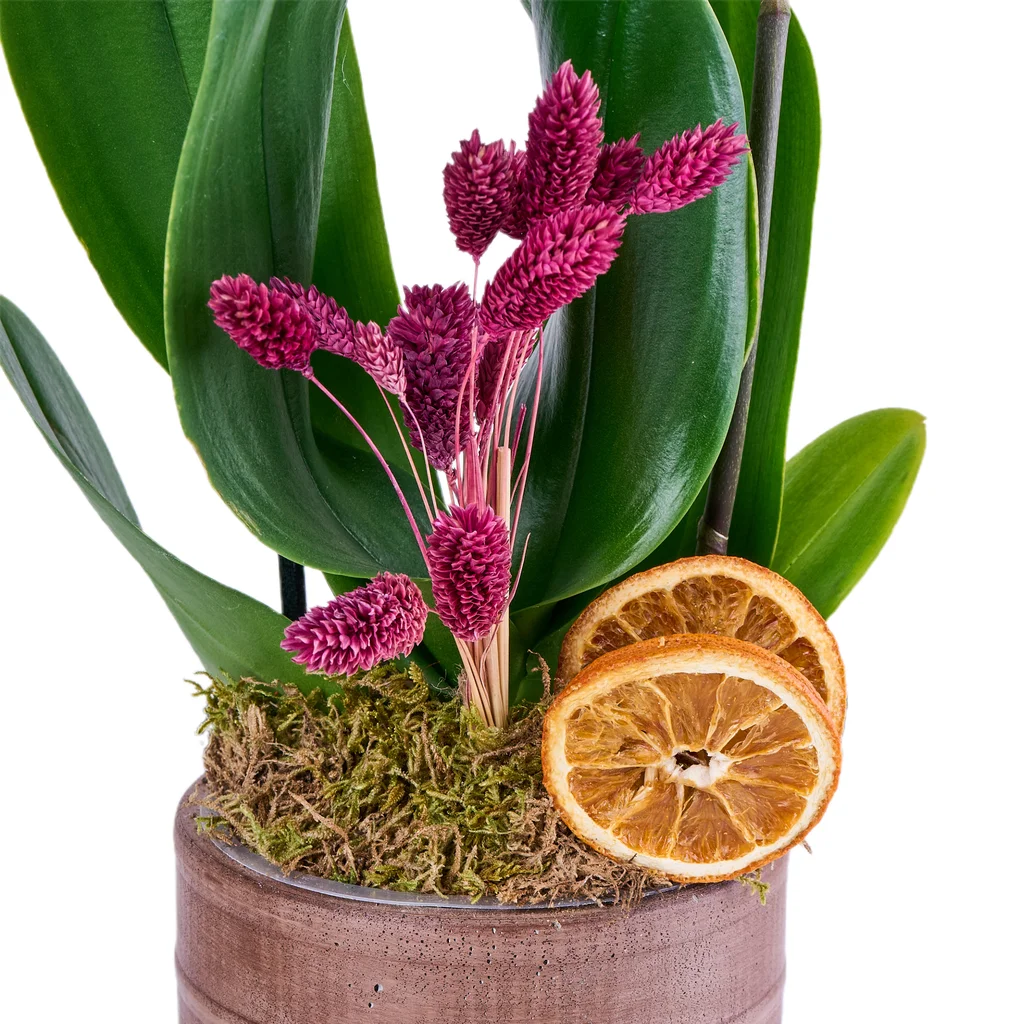 Berry Bloom Orkide - 4